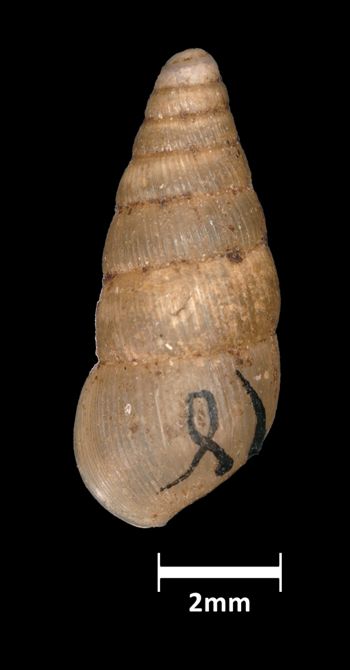 Media type: image;   Malacology 39819 Aspect: dorsal